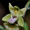 orchidees