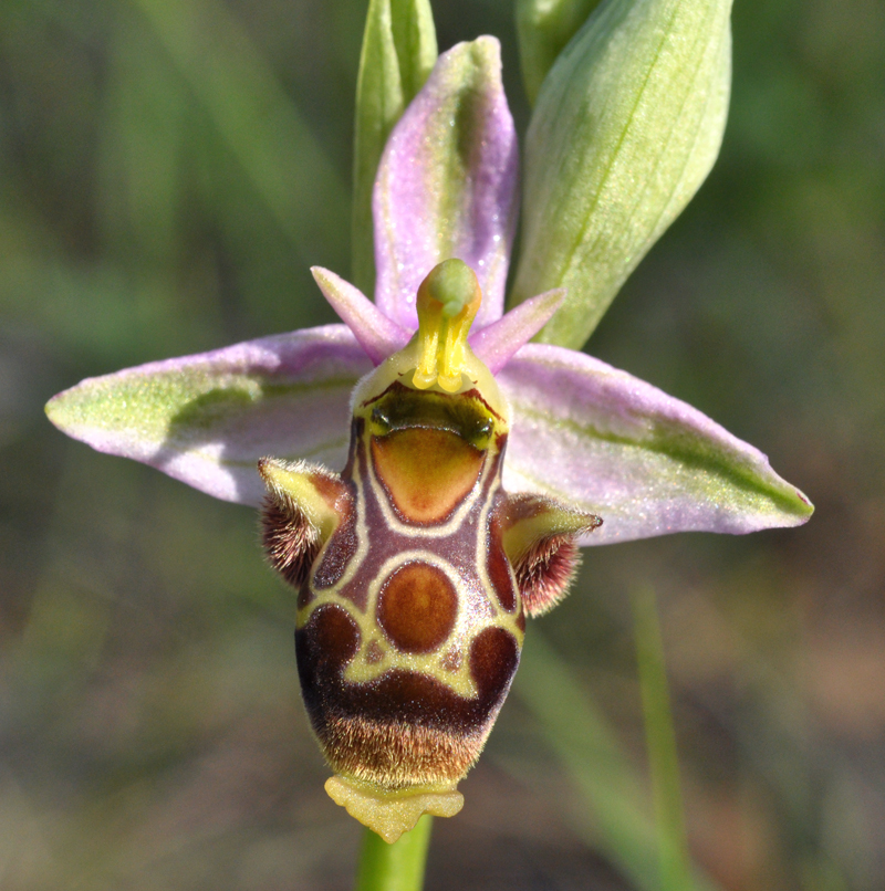 Ophrys corbariensis (M. Nicole)